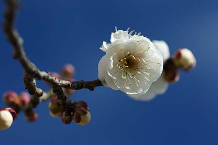 ウメ（バラ科）
