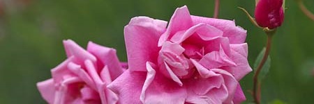 季節の花