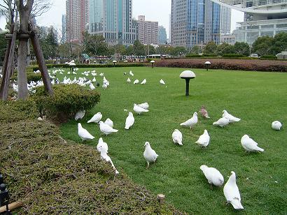 チャイひめALBUMより〜人民公園の鳩〜