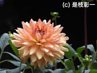 ダリア（キク科）
