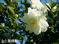 サザンカ（ツバキ科）